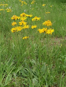 Arnica_montana