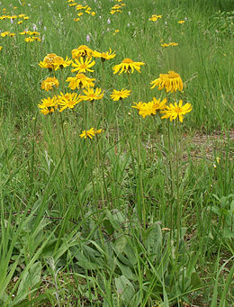 Arnica_montana