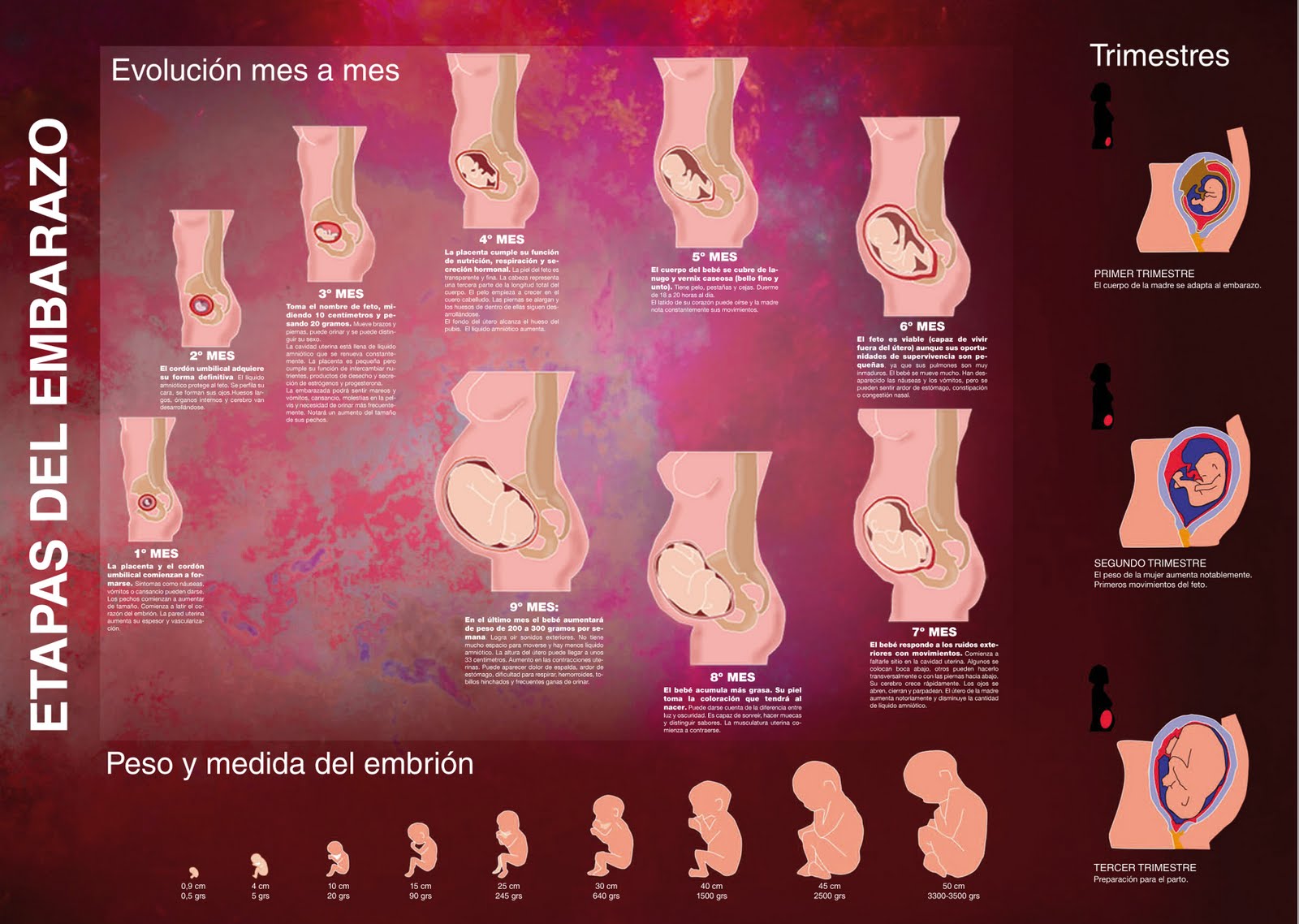Te mostramos la evolución de tu bebé a través de las distintas etapas del embarazo
