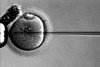 fecundación in vitro