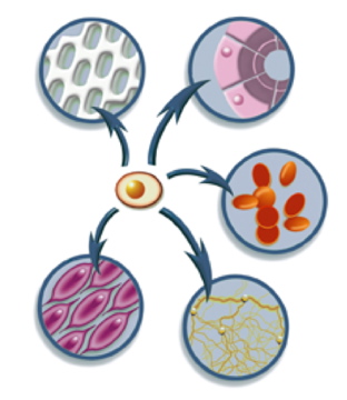 diferenciación células madre