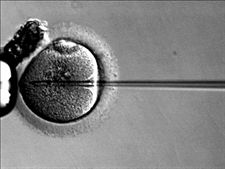 fecundación in vitro