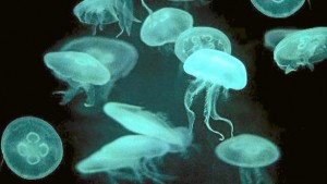 medusas