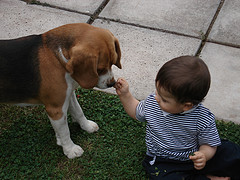 mordeduras perros